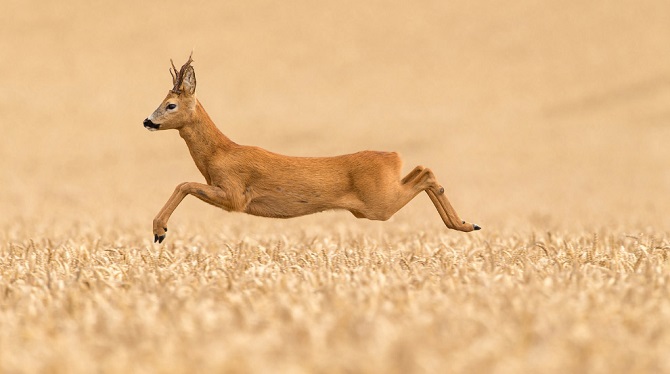 Лучшее с конкурса фотографии National Geographic 2015