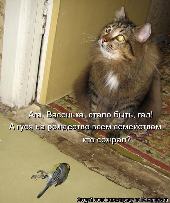 Лучшие котоматрицы недели