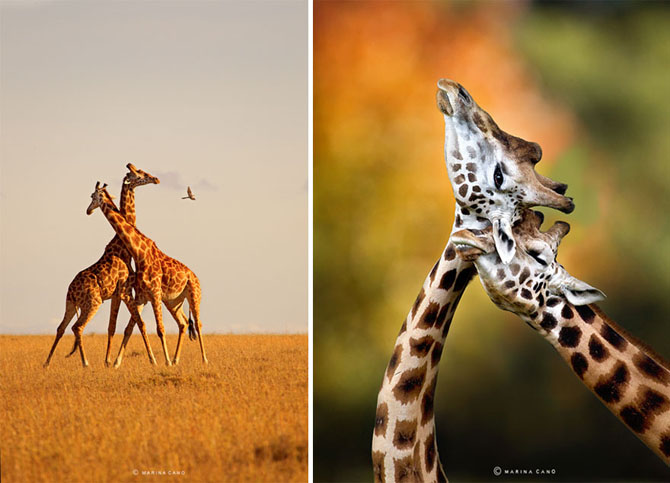 Животные “невиданной красы” на фотографиях Марины Кано
