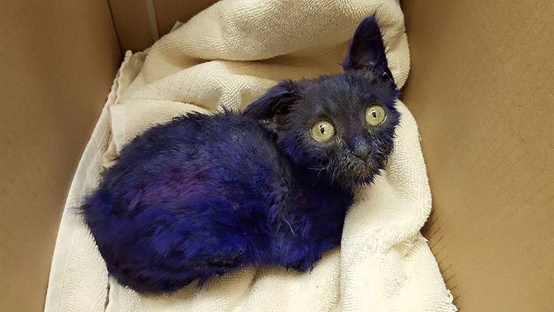 Спасенный фиолетовый котенок подружился со слепым соседом по приюту