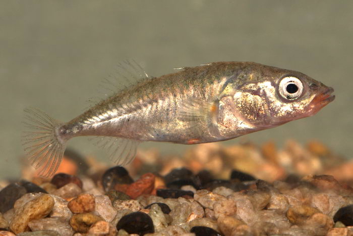 Рыба колючка трехиглая (Gasterosteus aculeatus) - самка