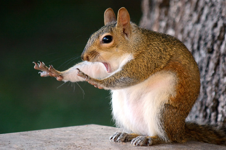 Победители Comedy Wildlife Photography Awards 2018