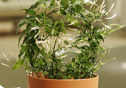 Жасмин (Jasminum) Жасмин (Jasminum)
