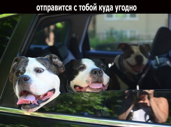 Дружба (18 фото)