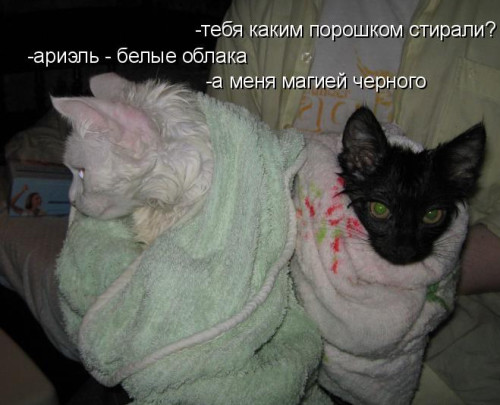 Лучшая котоматрица фото