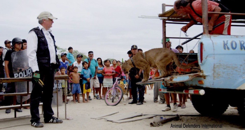История о спасении пумы, которая жила в грузовике животные, спасение