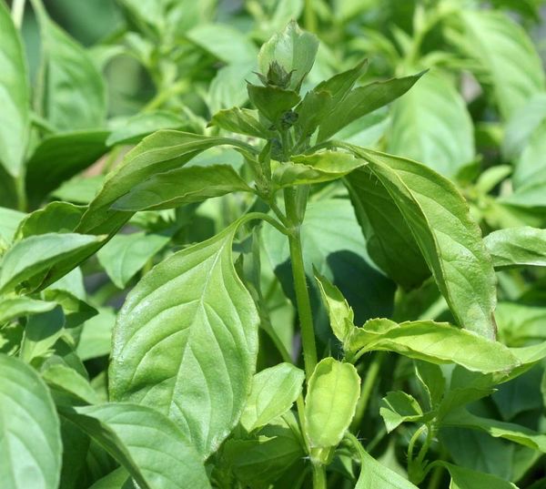 Базилик лимонный