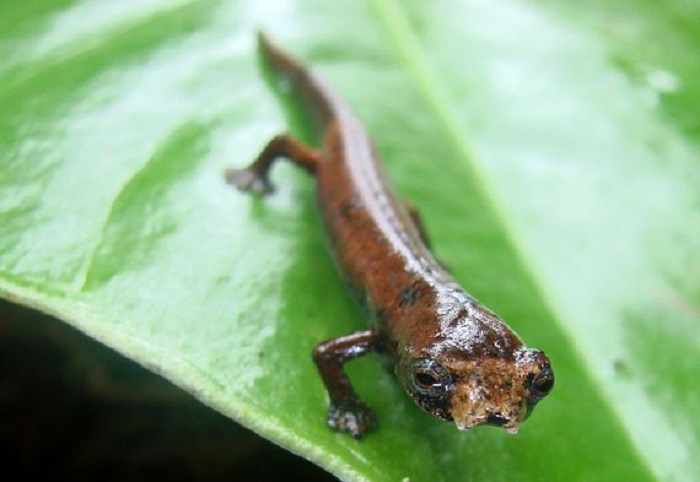 Этот вид саламандры имеет перепончатые лапы, которые помогают им взбираться на деревья в тропических лесах. У них также нет легких. Этот новый вид был найден во влажных тропических лесах на юге Эквадора. 