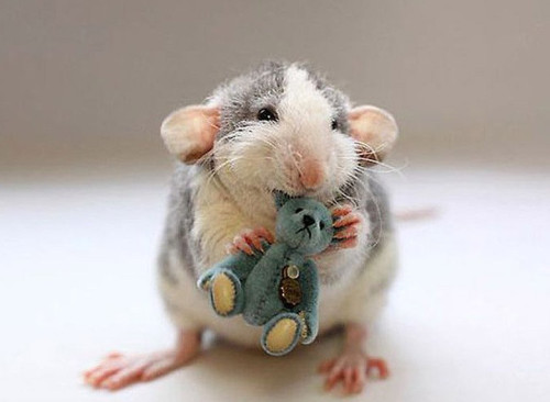 Фото крысок