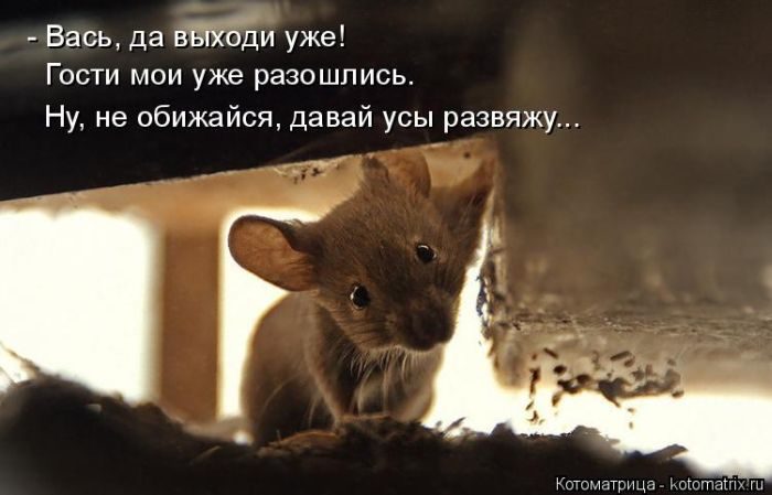 Лучшие котоматрицы недели