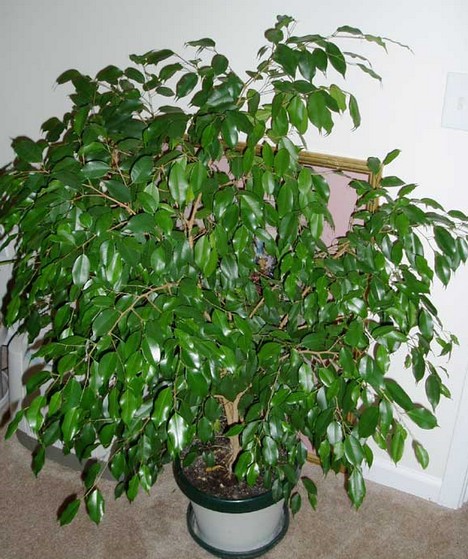 healthy-ficus.jpg