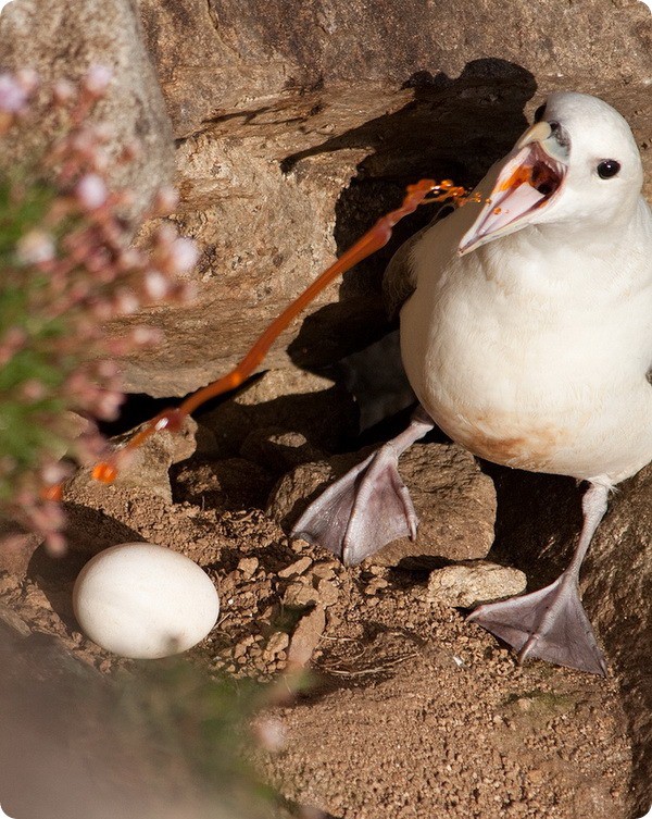 Факты, которые доказывают, что природу нужно остерегаться (12 фото)