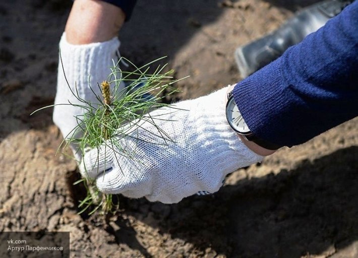 В Ленинградской области восстановят более 25 га леса