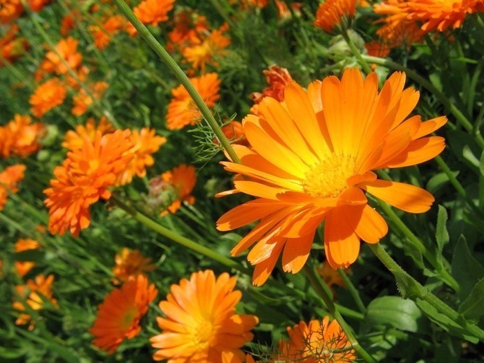 РОЖА – болезнь молодых мужчин и пожилых женщин РОЖА – болезнь молодых мужчин и пожилых женщин