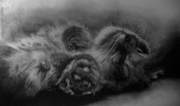  Фотографические рисунки кошек коты, рисунок, фото