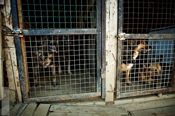 Реальность сложного, но приятного хобби. Я владелец приюта......