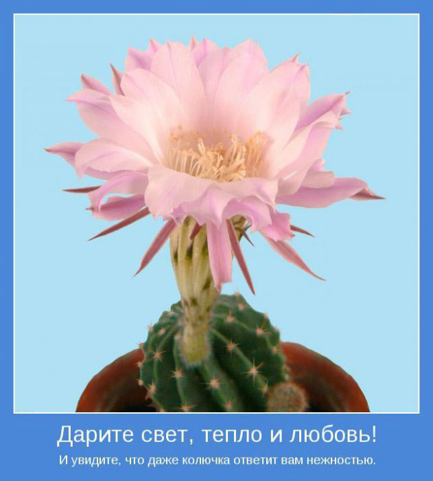 115e3_1289408794_doseng_org_1289289j