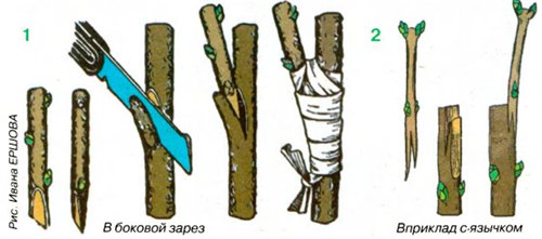 Всё о крыжовнике