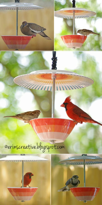 bird-feeder-collage-birds1 (350x700, 257Kb)