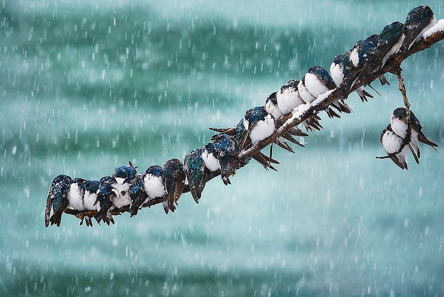 Зима + зверушки = красота зверушки, зима
