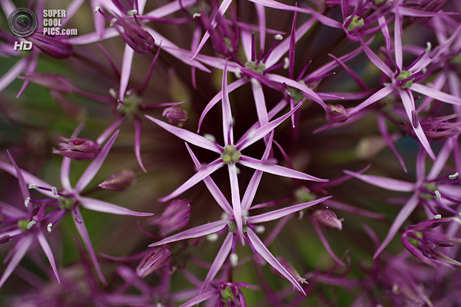 Выставка цветов и ландшафтного дизайна Chelsea Flower Show 2014