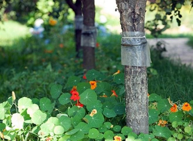 защита от насекомых деревья