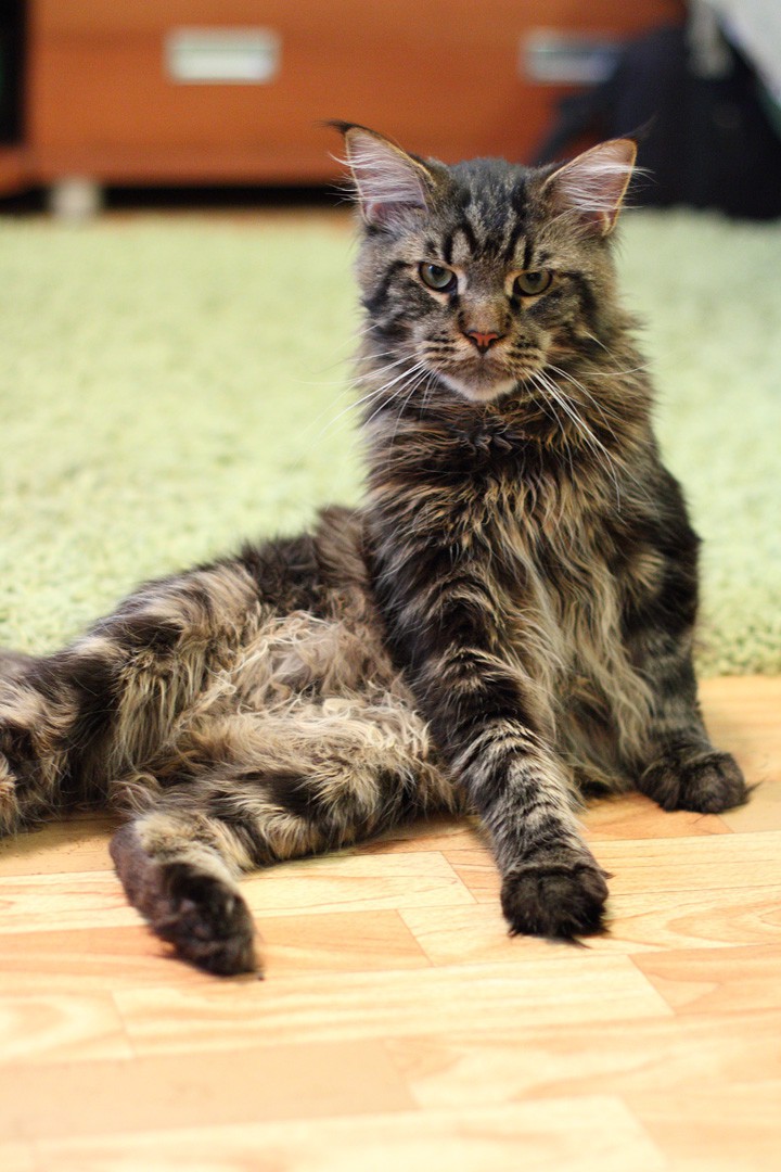 Котямяуки милаши (просто смешные и забавные фотки котэ) кошки, милые киски, прикол, прикольные котэ, смешные кошки, юмор