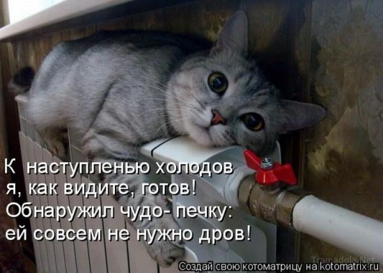 Котоматрица 18