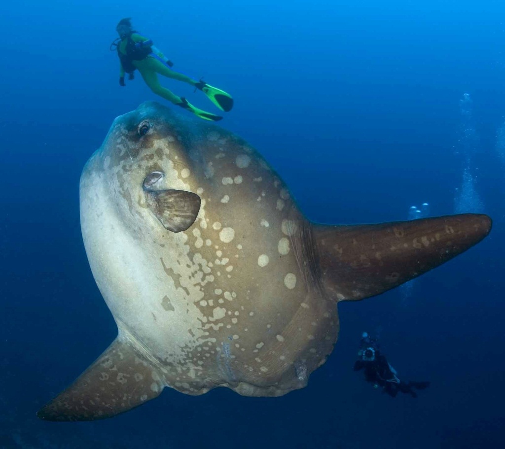 ..., Ocean Sunfish, Mola Mola, Crystal Bay, Nusa Penida, Bali Island, Indonesia, Pacific Ocean