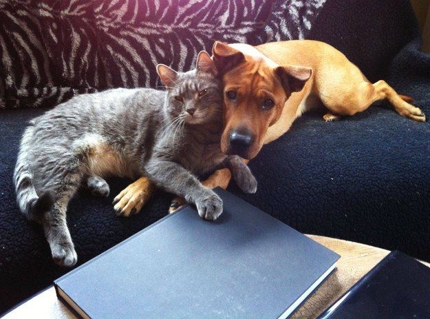кошки и собаки друзья, кошки и собаки дружат