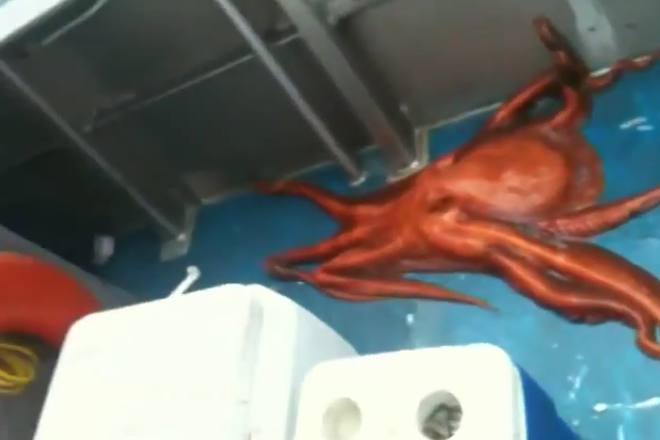 Видео искусного побега осьминога с корабля покорило Интернет