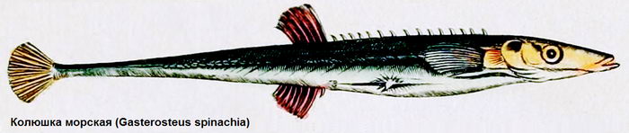 Колюшка морская (Gasterosteus spinachia)