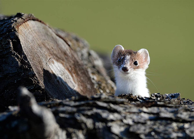 Животные в фотографиях