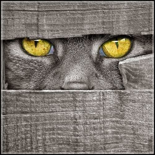 Смешные кошки