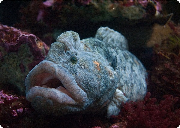 Цебидихтис (лат. Cebidichthys violaceus) Цебидихтис (лат. Cebidichthys violaceus)