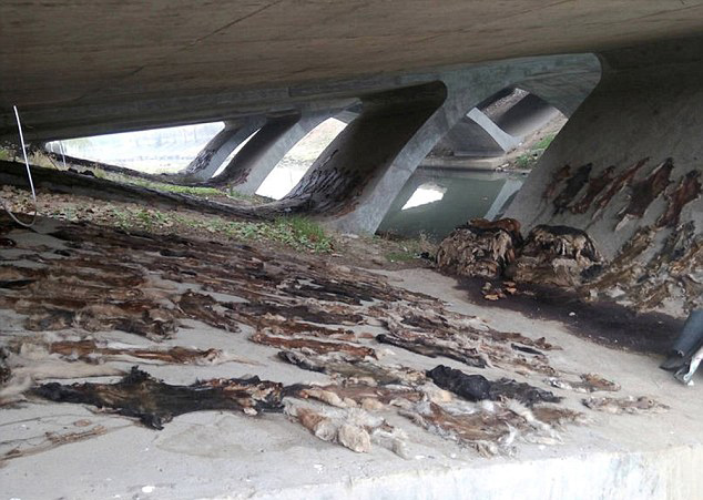 Сотни собачьих шкур нашли под мостом в Китае Сотни собачьих шкур нашли под мостом в Китае