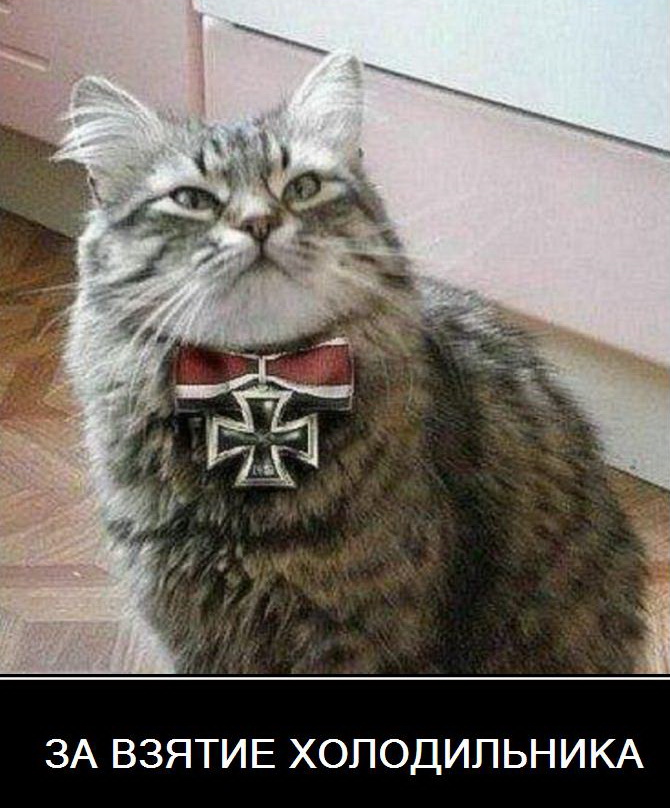 Кот на немецком