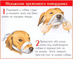 Несколько простых шагов, которые могут спасти собаке жизнь после ДТП Несколько простых шагов, которые могут спасти собаке жизнь после ДТП