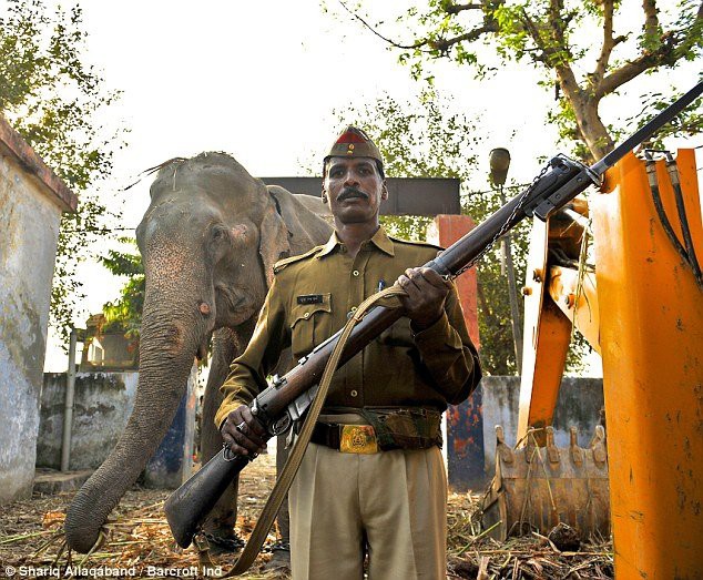 Слон-убийца  животные, мир, наказание, преступления