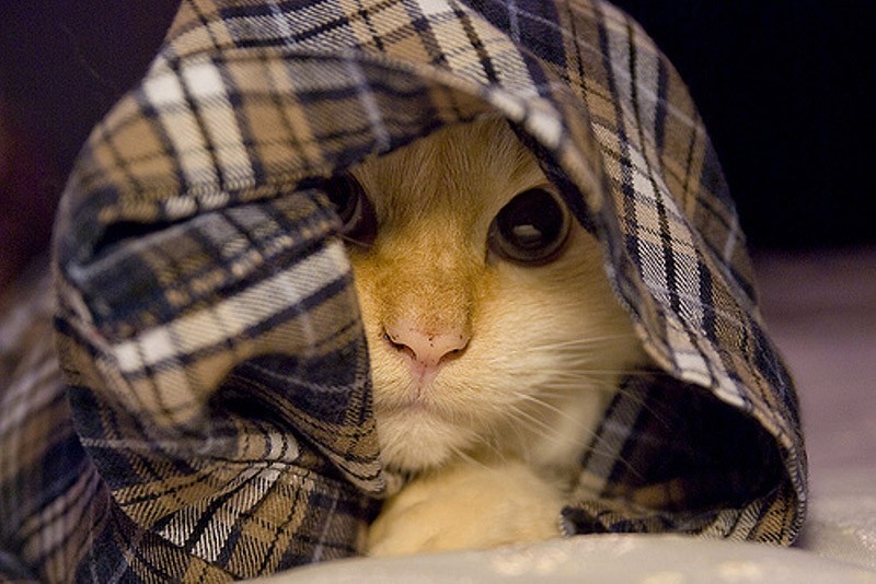 Кошки, которые не умеют играть в прятки