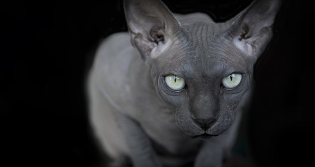 Фото котов сфинксов от Alicia Rius