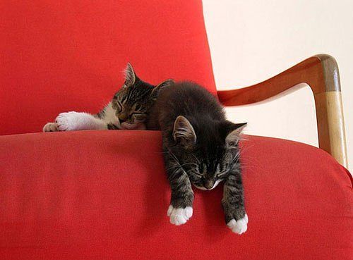 Как спят коты и кошки Как спят коты и кошки...