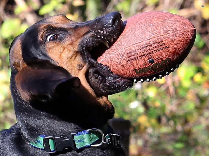 Собачьи неудачи - Неудачно пойманный мяч 