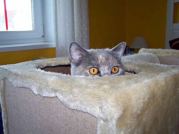 Кошки в засаде