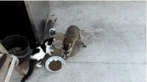 Енотомафия gif, воровство, гифки, карманники, мошенники, подборка, прикол