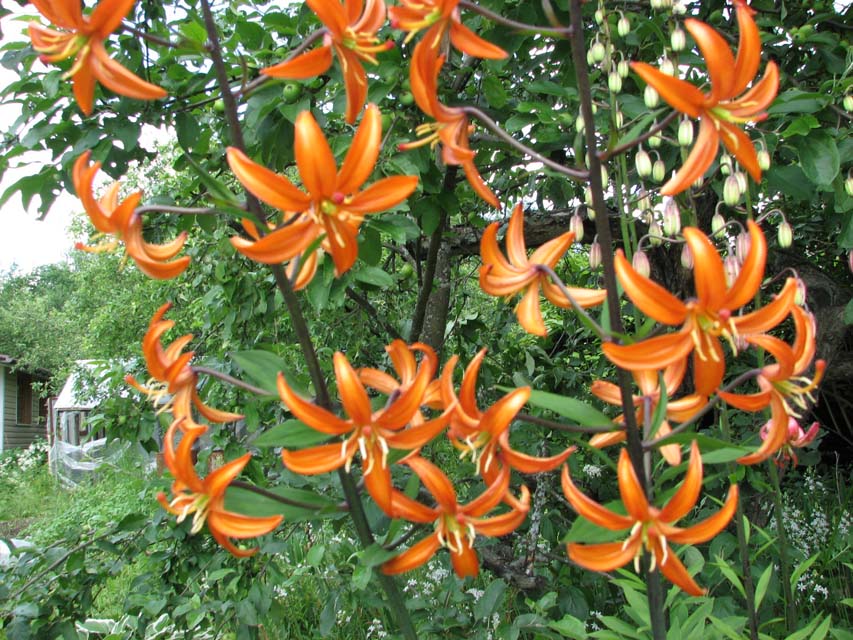 'Orange Marmalade'