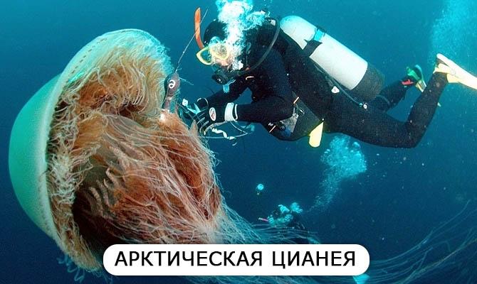 Арктическая цианея. Интересные факты