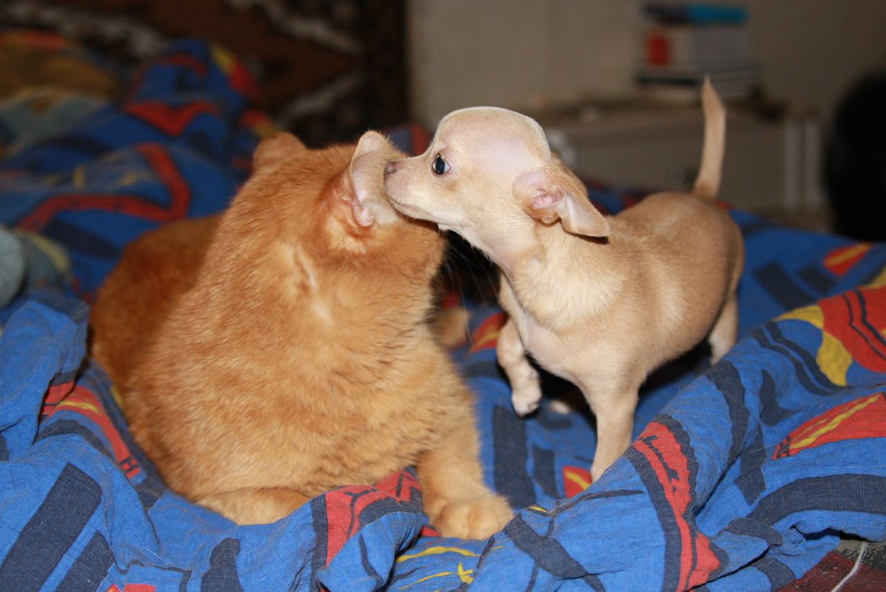 Кошки - самые лучшие друзья собак кошки, собаки