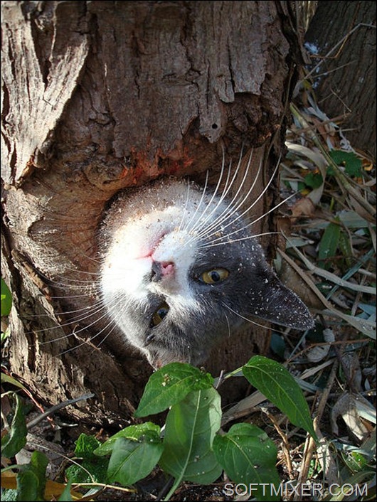 cat-stuck-inside-tree-hollow-01