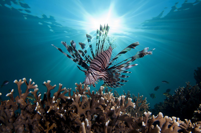 Многообразие красок Большого барьерного рифа  подводный мир, природа, тропики